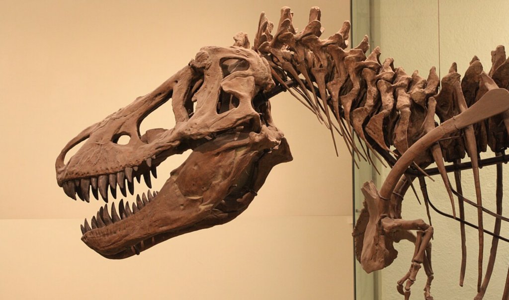 Американский музей естественной истории (American Museum of Natural History)